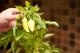 How To Preserve Jalapeno Peppers As Whole